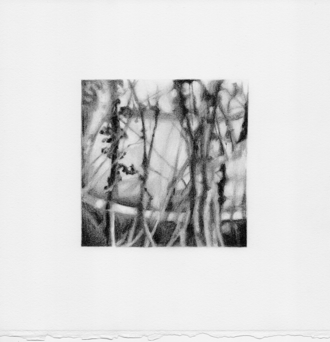 Camille Gillyboeuf, Roots, 2022, 10 x 10 cm image size, 20 x 20 cm paper size