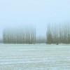 03 Poplars in mist near Geraldine 