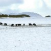 11 Cows in snow near Queenstown 