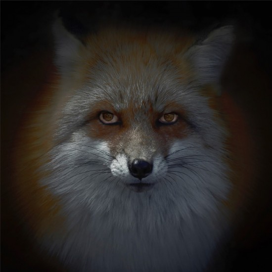 kitsune bi [foxfires] X 2018 