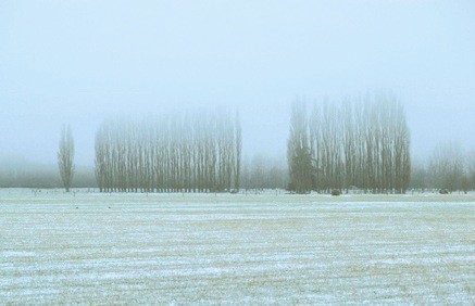 03 Poplars in mist near Geraldine 