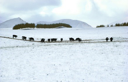 11 Cows in snow near Queenstown 