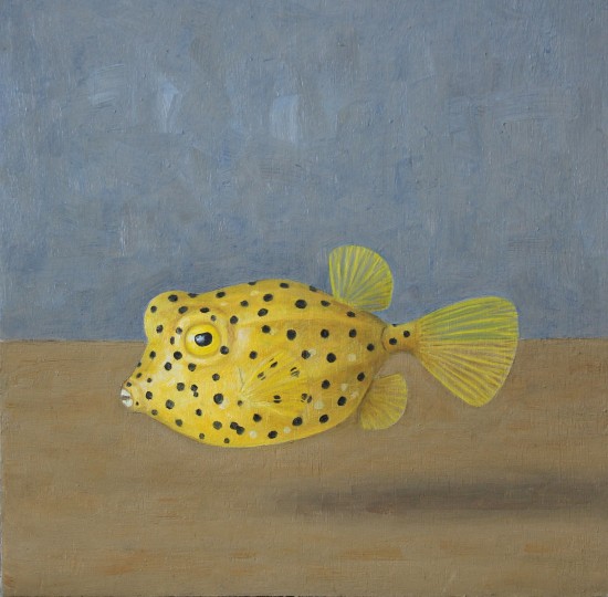 Yellow box fish 